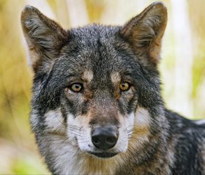 Превью обои волк, взгляд, мех, хищник, животное