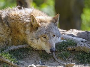 Превью обои волк, взгляд, животное, хищник