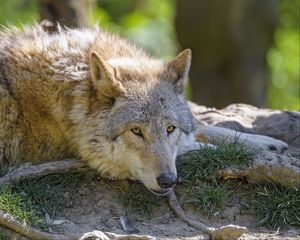 Превью обои волк, взгляд, животное, хищник