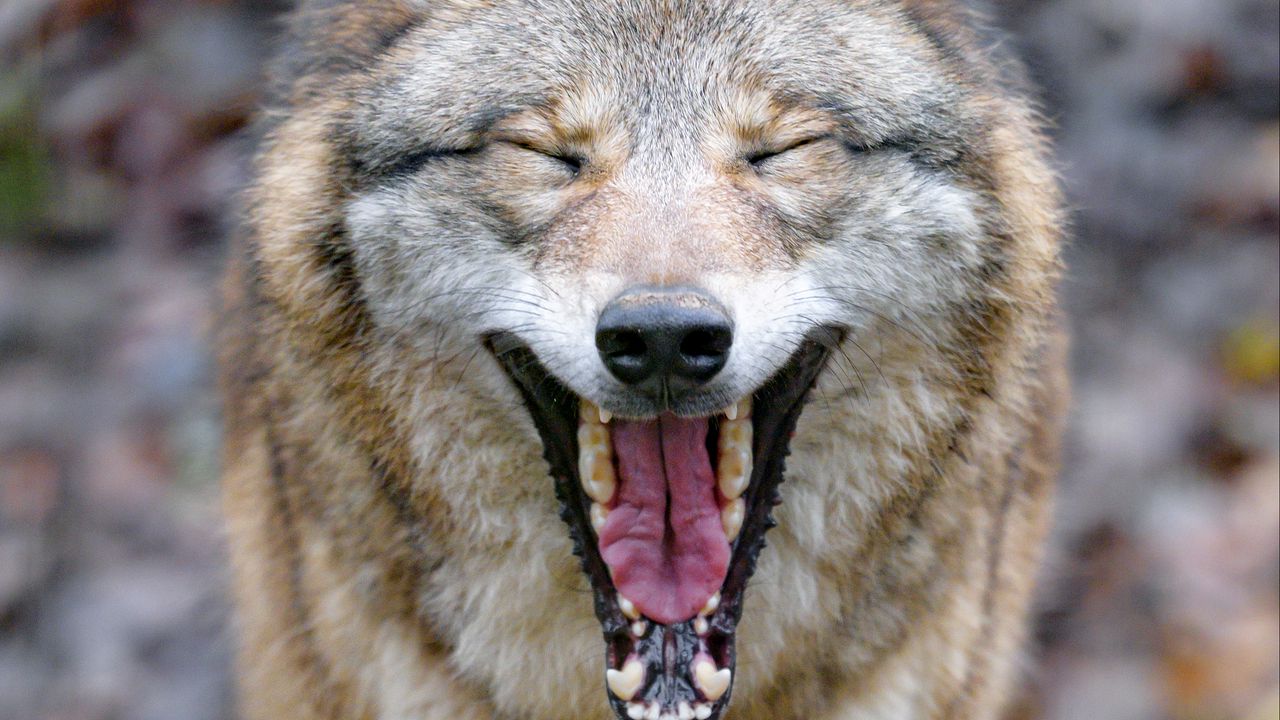 Обои волк, зев, высунутый язык, животное, забавный