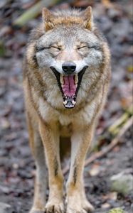 Превью обои волк, зев, высунутый язык, животное, забавный