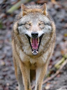 Превью обои волк, зев, высунутый язык, животное, забавный