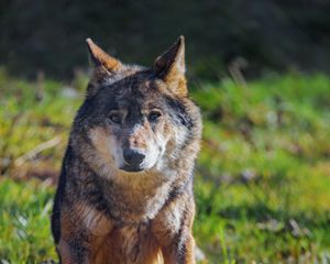 Превью обои волк, животное, хищник, дикая природа