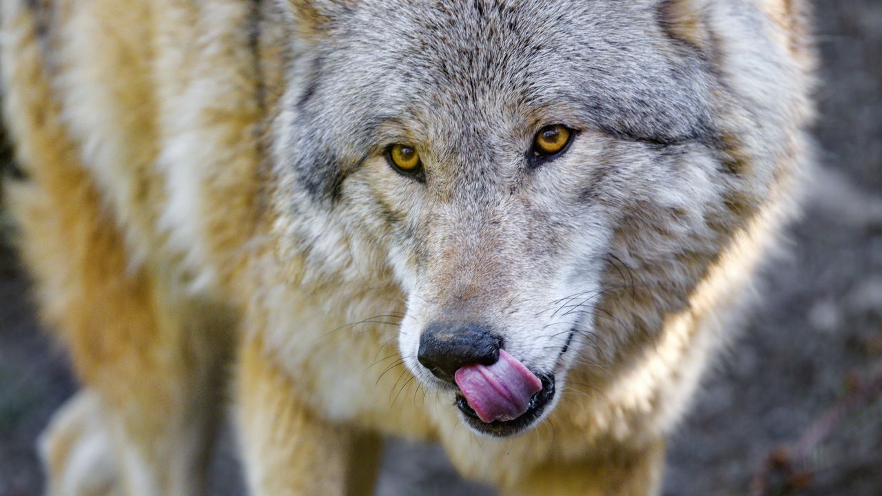 Обои волк, животное, хищник, высунутый язык, дикая природа