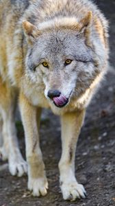 Превью обои волк, животное, хищник, высунутый язык, дикая природа