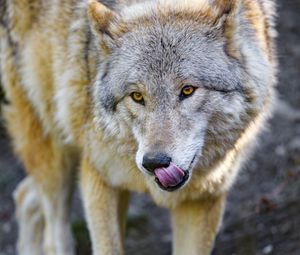 Превью обои волк, животное, хищник, высунутый язык, дикая природа