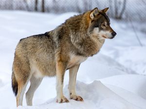 Превью обои волк, животное, хищник, снег, зима