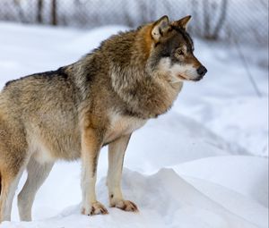 Превью обои волк, животное, хищник, снег, зима