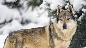 Превью обои волк, животное, хищник, снег, зима, дикая природа