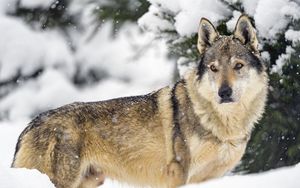Превью обои волк, животное, хищник, снег, зима, дикая природа