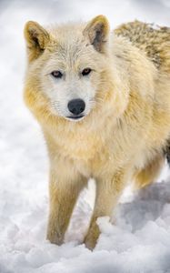 Превью обои волк, животное, хищник, дикая природа, зима, снег, белый
