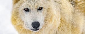 Превью обои волк, животное, хищник, дикая природа, зима, снег, белый