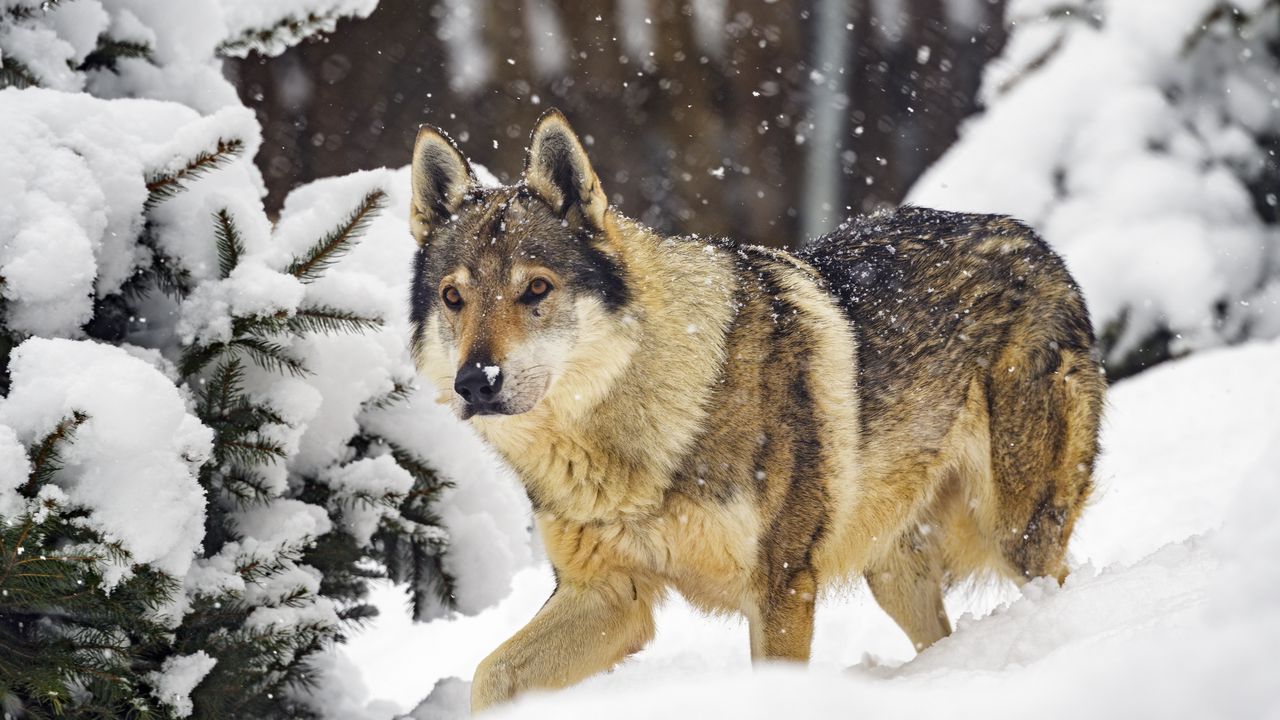 Обои волк, животное, снег, зима, дикая природа