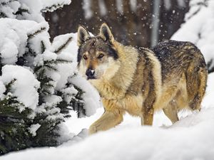 Превью обои волк, животное, снег, зима, дикая природа