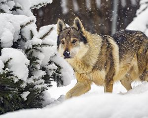 Превью обои волк, животное, снег, зима, дикая природа