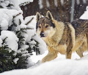 Превью обои волк, животное, снег, зима, дикая природа