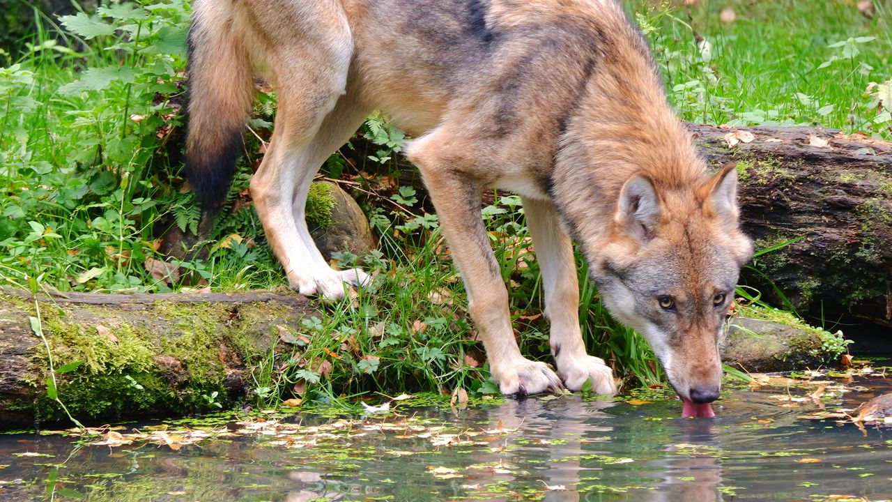 Обои волк, животное, вода, высунутый язык, дикая природа