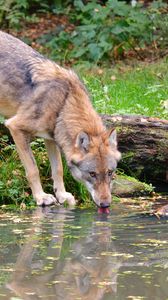 Превью обои волк, животное, вода, высунутый язык, дикая природа