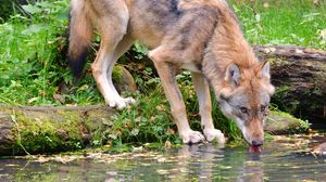 Превью обои волк, животное, вода, высунутый язык, дикая природа