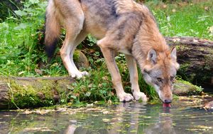 Превью обои волк, животное, вода, высунутый язык, дикая природа