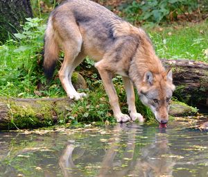 Превью обои волк, животное, вода, высунутый язык, дикая природа