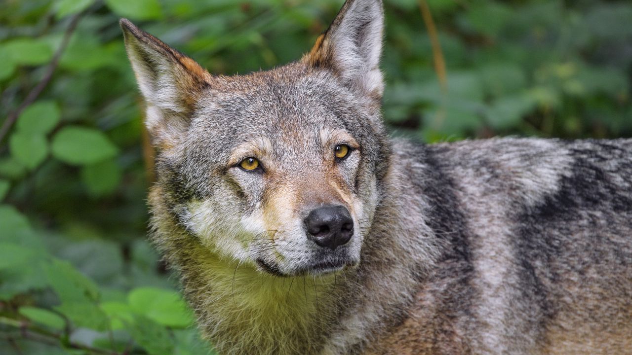 Обои волк, животное, взгляд, хищник