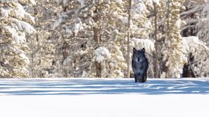 Превью обои волк, зима, лес, снег, тень, хищник, дикая природа