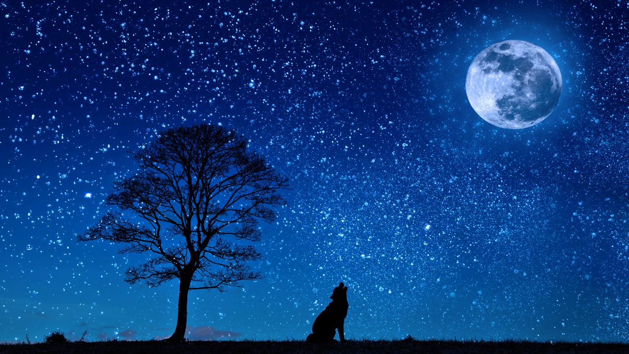 Обои волк, звездное небо, дерево, луна