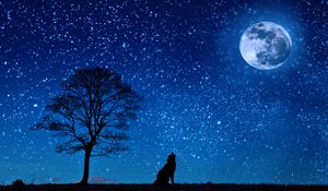 Превью обои волк, звездное небо, дерево, луна