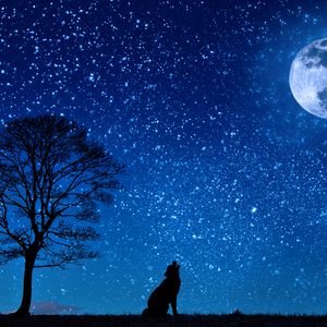 Превью обои волк, звездное небо, дерево, луна