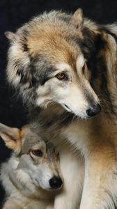 Превью обои волки, хищник, взгляд, животное