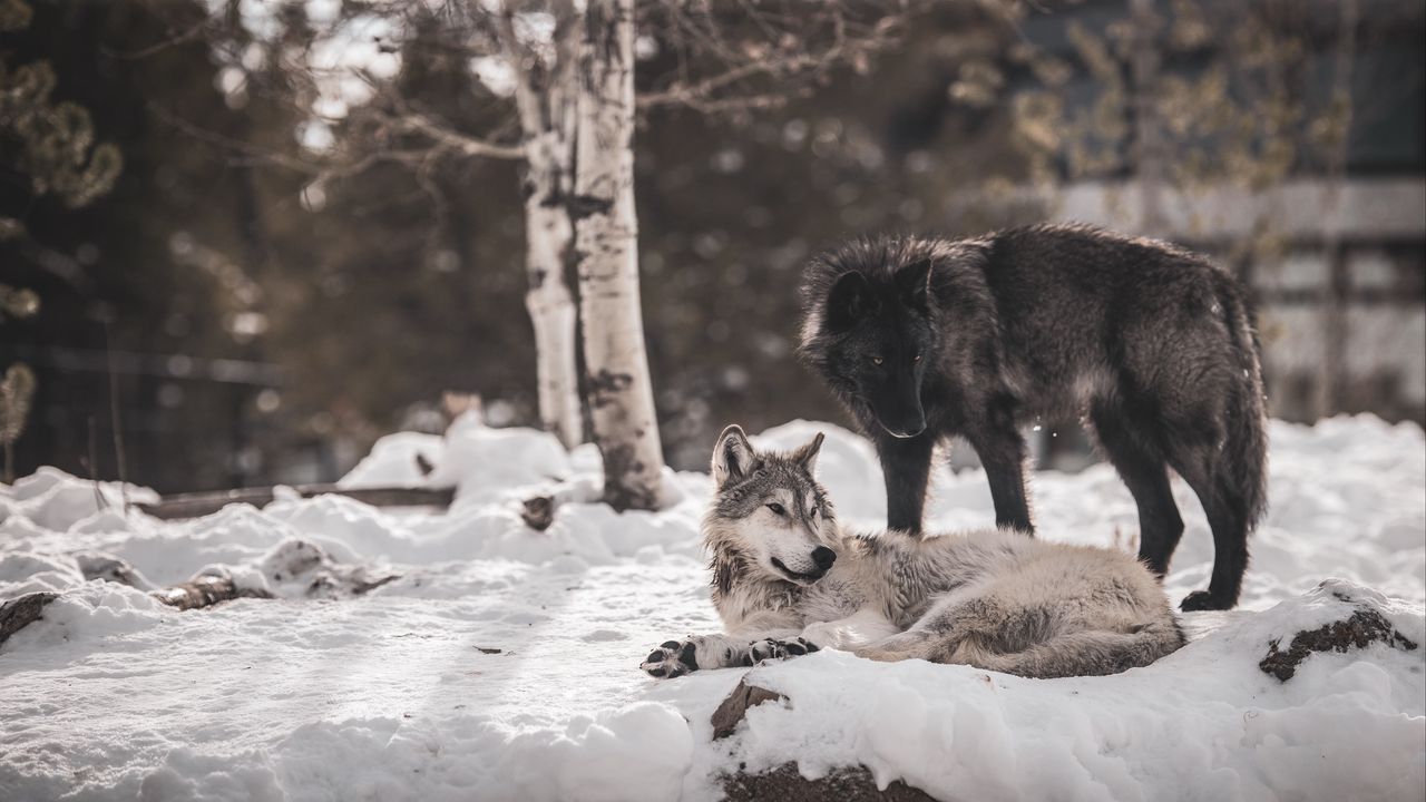 Обои волки, хищники, дружба, снег