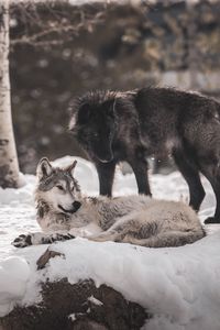 Превью обои волки, хищники, дружба, снег