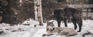 Превью обои волки, хищники, дружба, снег