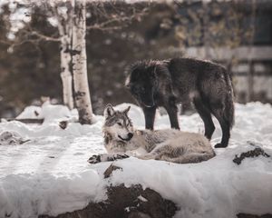 Превью обои волки, хищники, дружба, снег