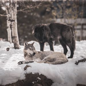 Превью обои волки, хищники, дружба, снег