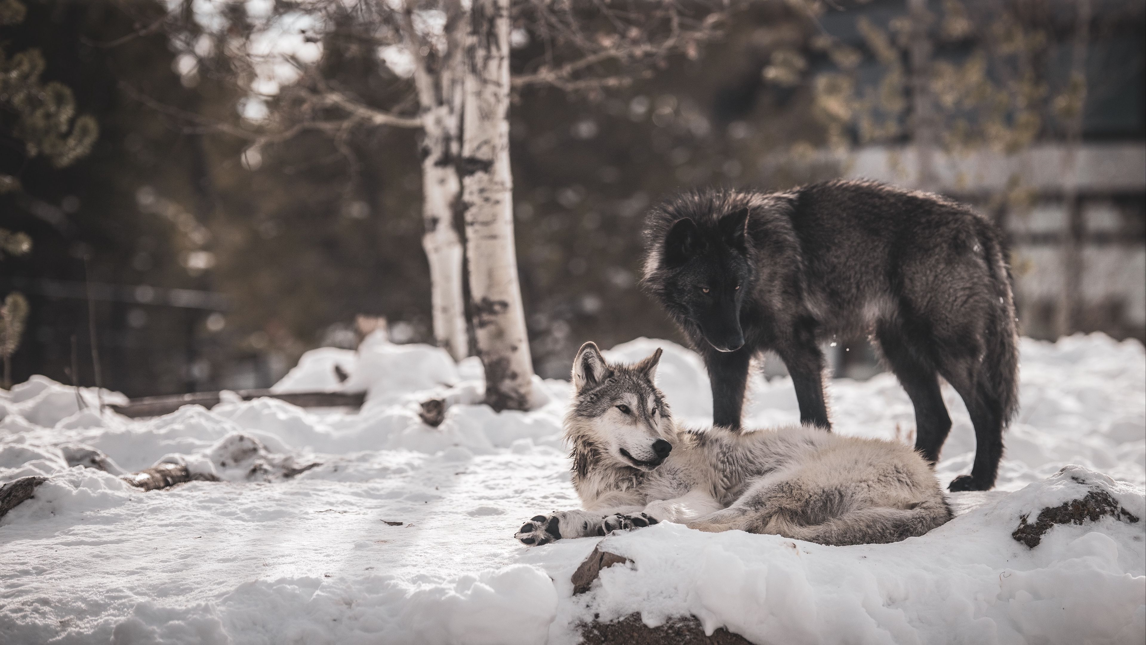 Greywolf Blacksock