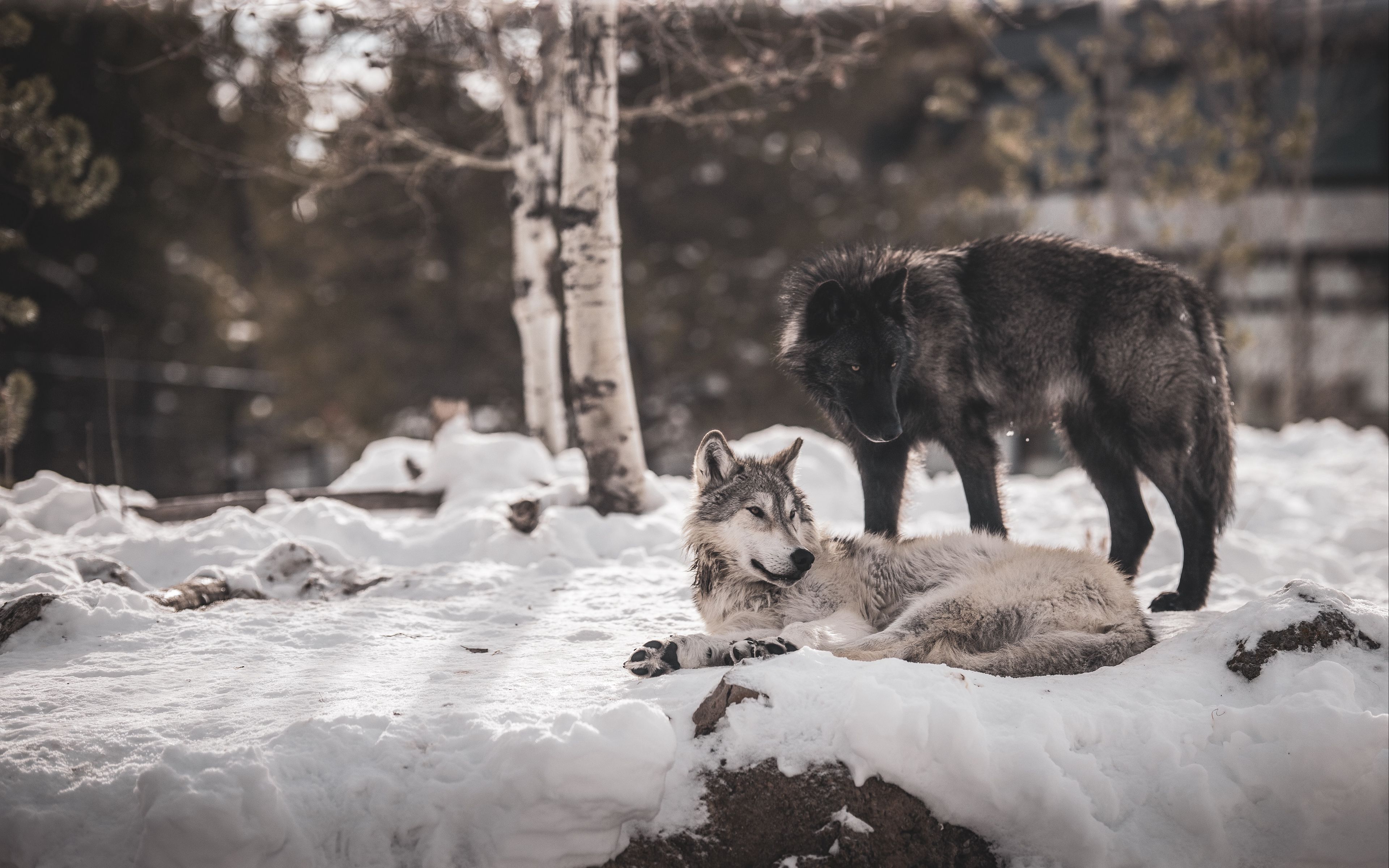 3840x2400 волки, хищники, дружба, снег обои 4k ultra hd 16:10.