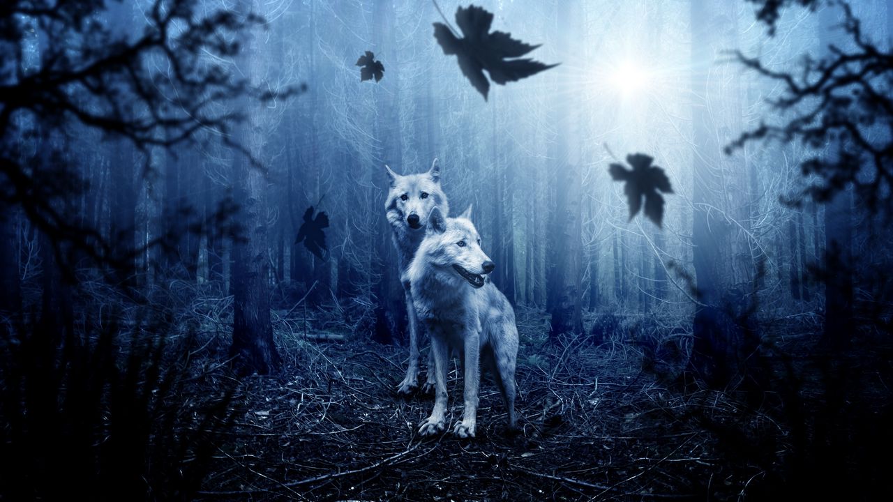 Обои волки, хищники, лес, фотошоп