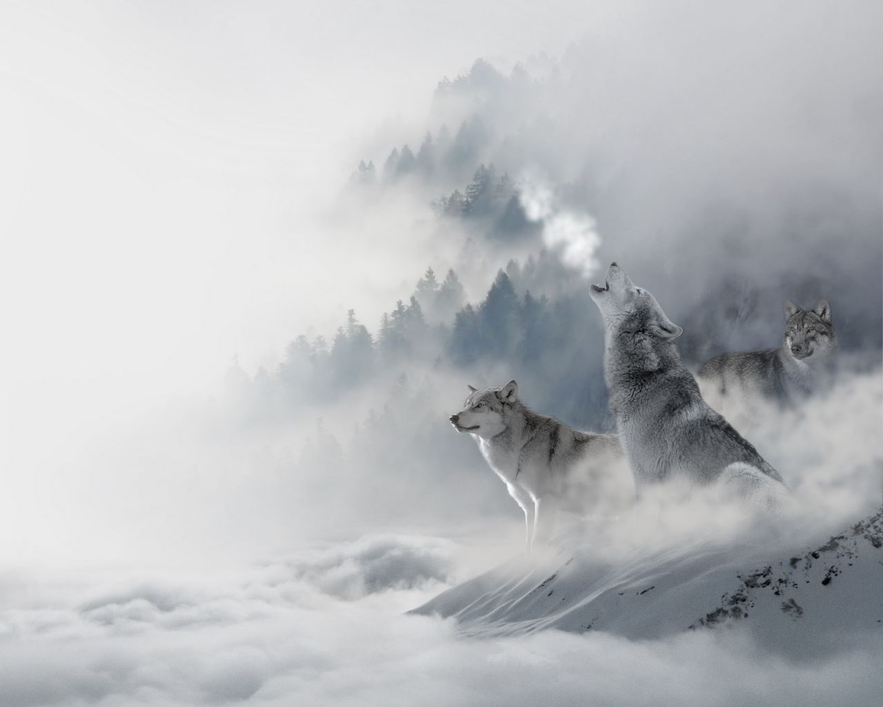 Волк в тумане