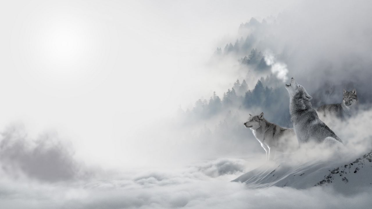 Обои волки, хищники, снег, зима, завывание