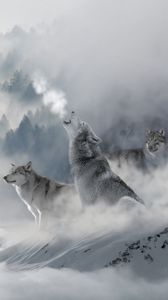 Превью обои волки, хищники, снег, зима, завывание
