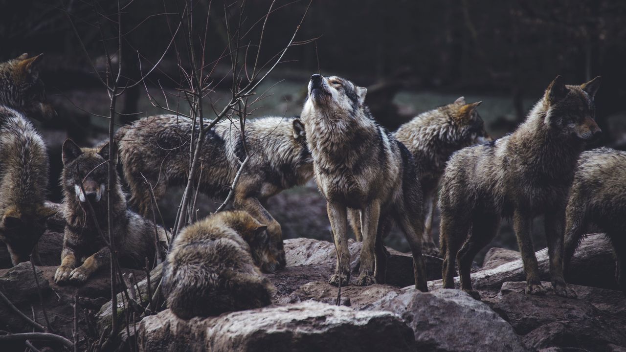 Обои волки, хищники, стая, дикая природа, серые, вой