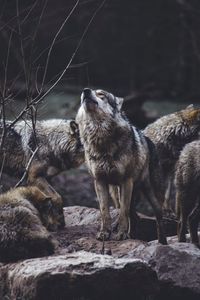 Превью обои волки, хищники, стая, дикая природа, серые, вой