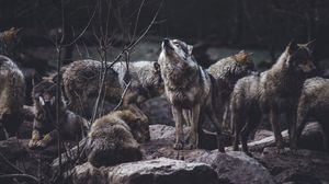 Превью обои волки, хищники, стая, дикая природа, серые, вой