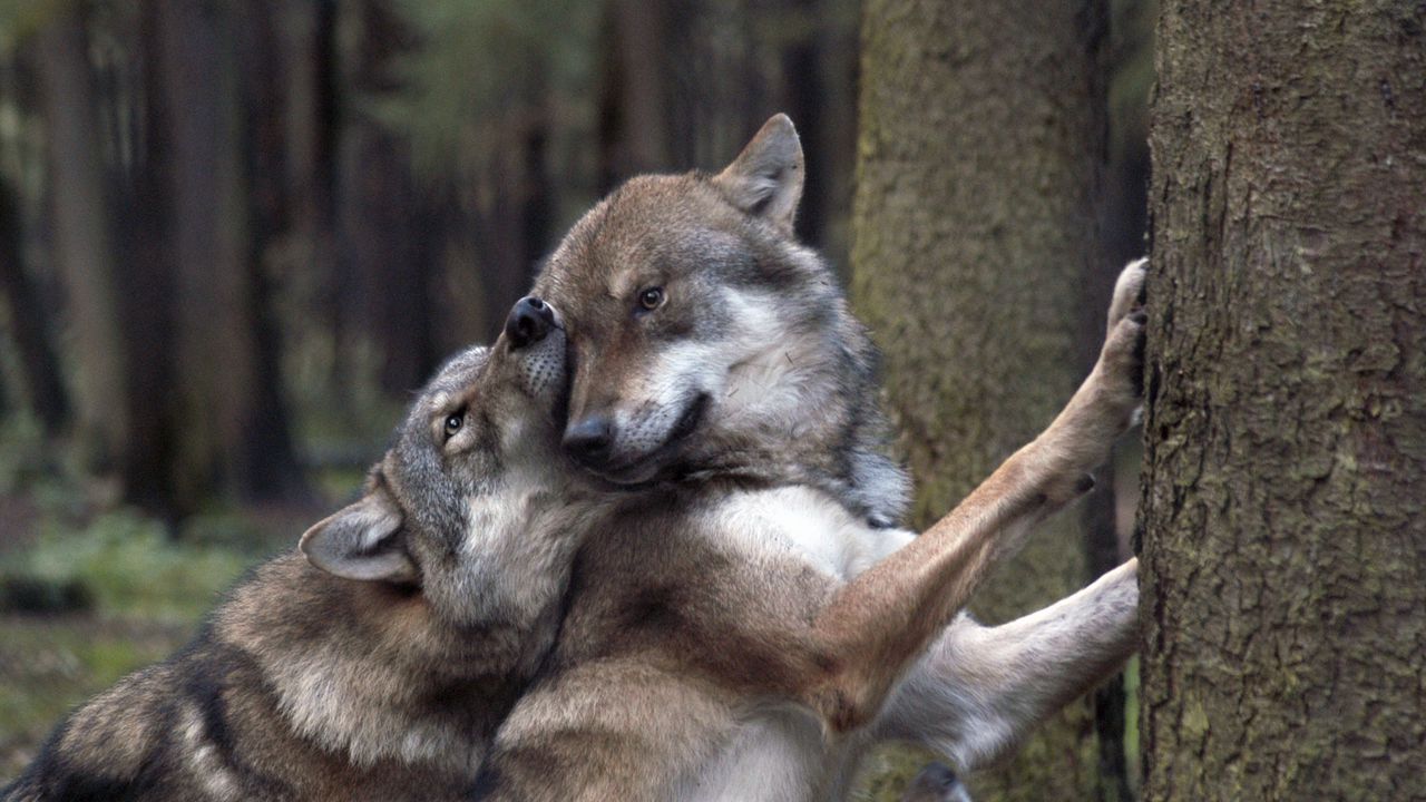 Обои волки, игры, лес