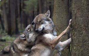 Превью обои волки, игры, лес