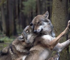 Превью обои волки, игры, лес