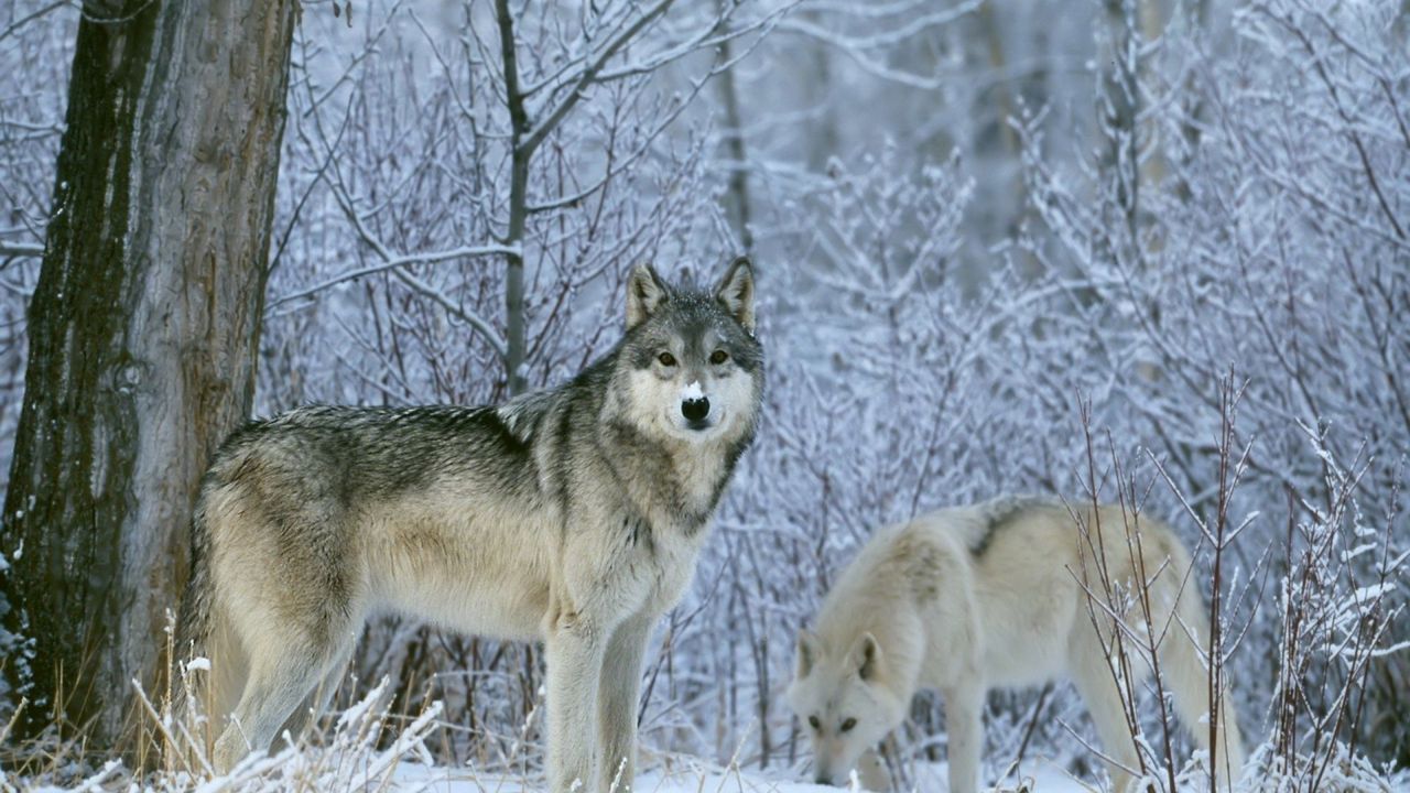 Обои волки, лес, снег, деревья