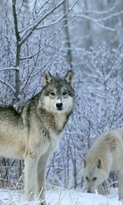 Превью обои волки, лес, снег, деревья